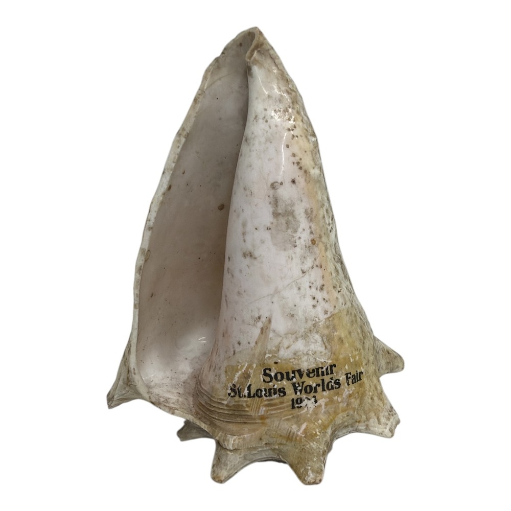 World's Fair St. Louis 1904 Souvenir Conch Shell